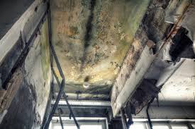 Best Biohazard Mold Removal  in Calumet City, IL